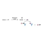 Merck Transcreener(R) ADP2 FP Assay