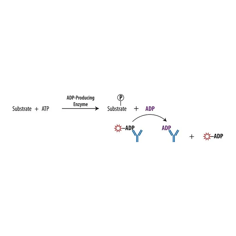 Merck Transcreener(R) ADP2 FP Assay