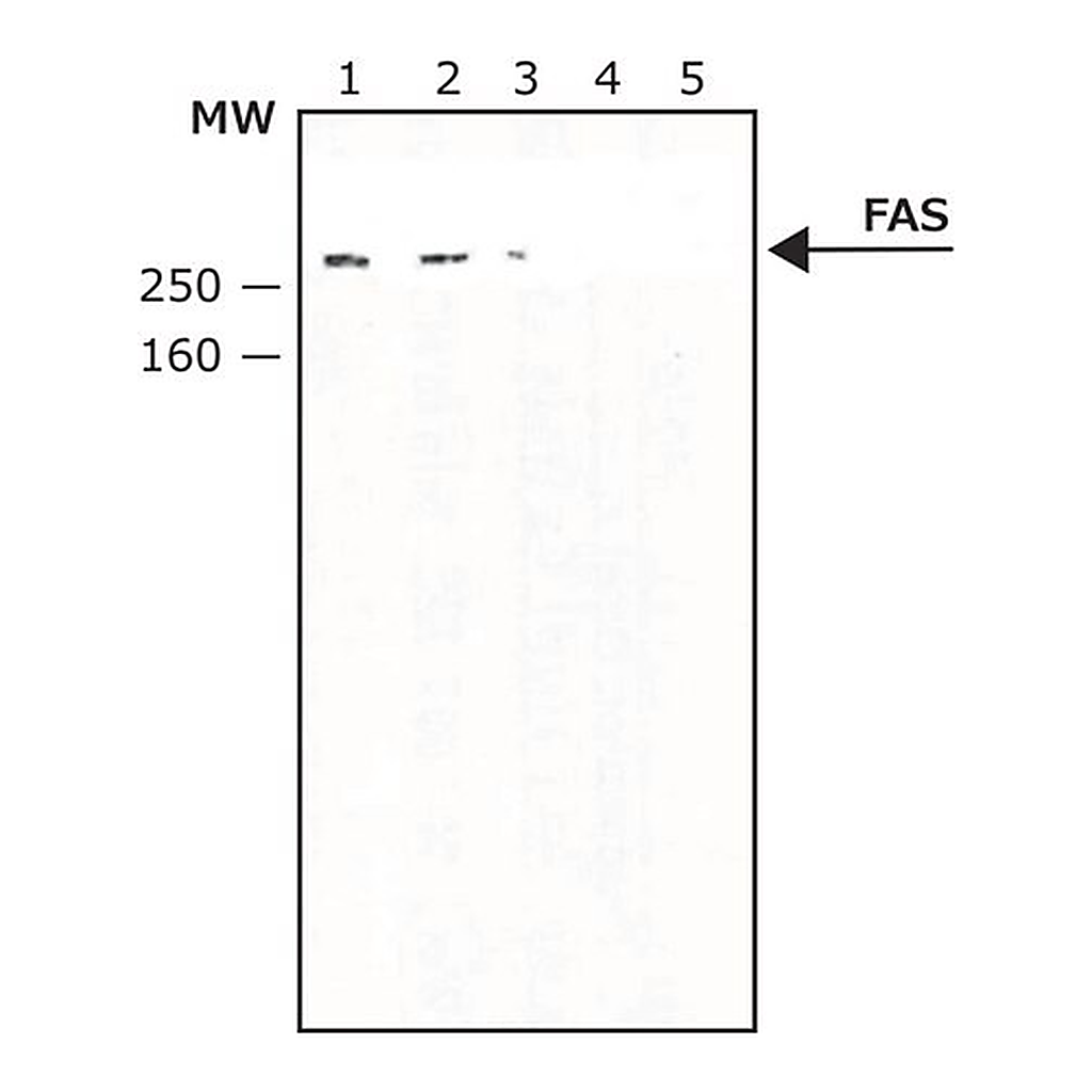Merck Anti-Fatty Acid Synthase antibody produced in rabbit