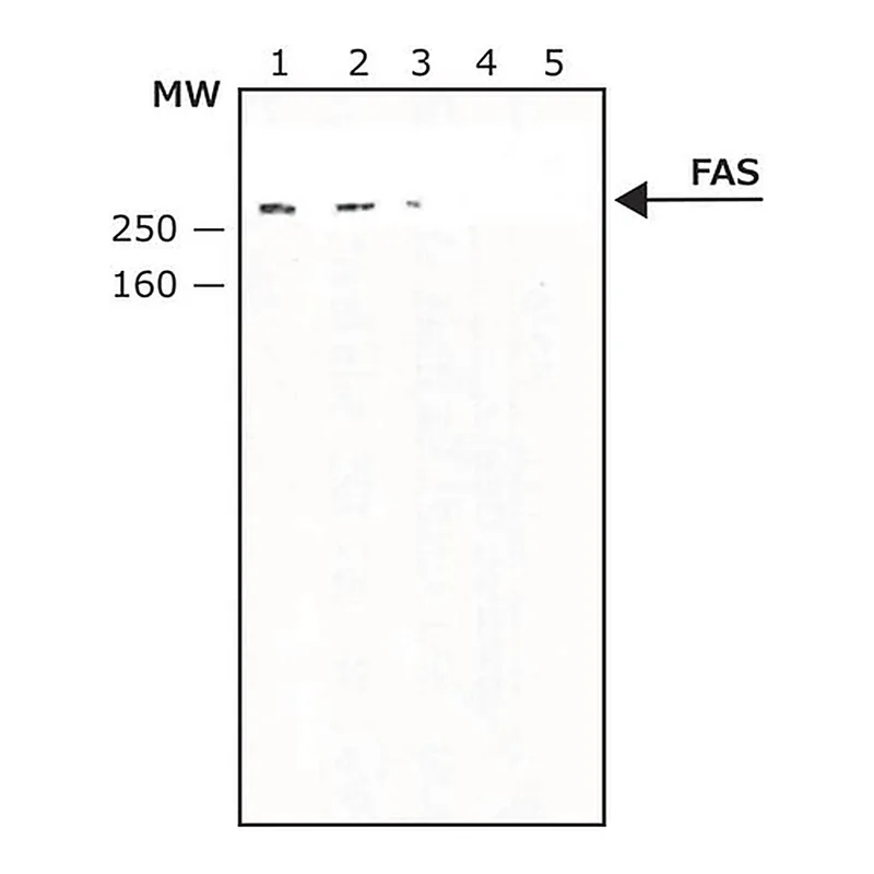 Merck Anti-Fatty Acid Synthase antibody produced in rabbit