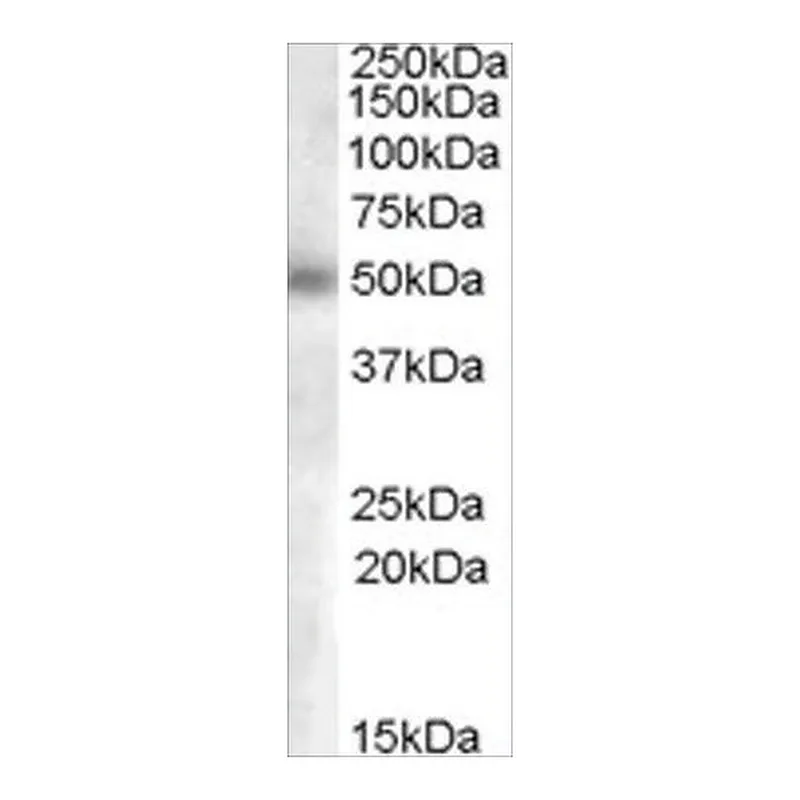 Merck Anti-GCNT3 (AA 273-284) antibody produced in goat
