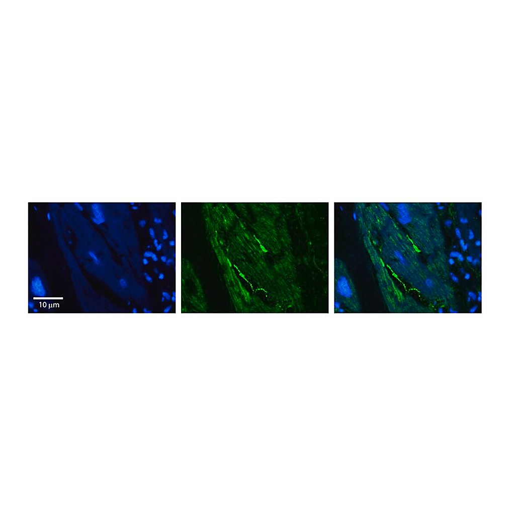 Merck Anti-RB1CC1 antibody produced in rabbit