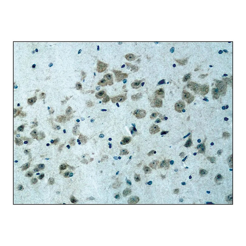 Merck Anti-ATG4B antibody produced in rabbit