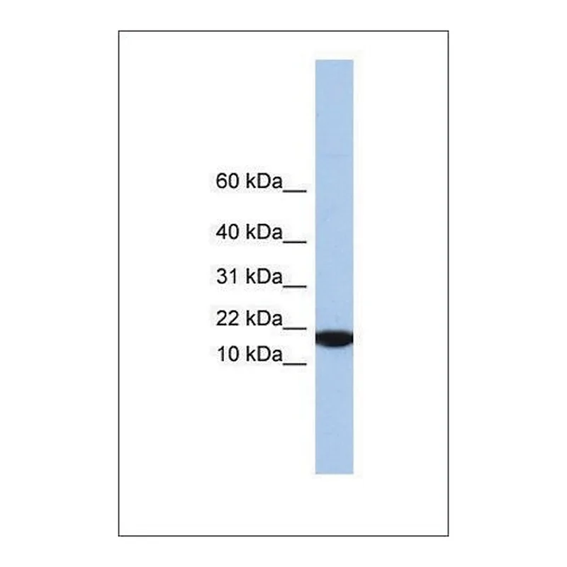 Merck Anti-IL5 antibody produced in rabbit
