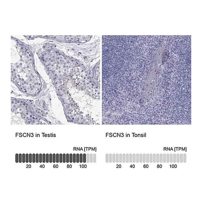Merck Anti-FSCN3 antibody produced in rabbit