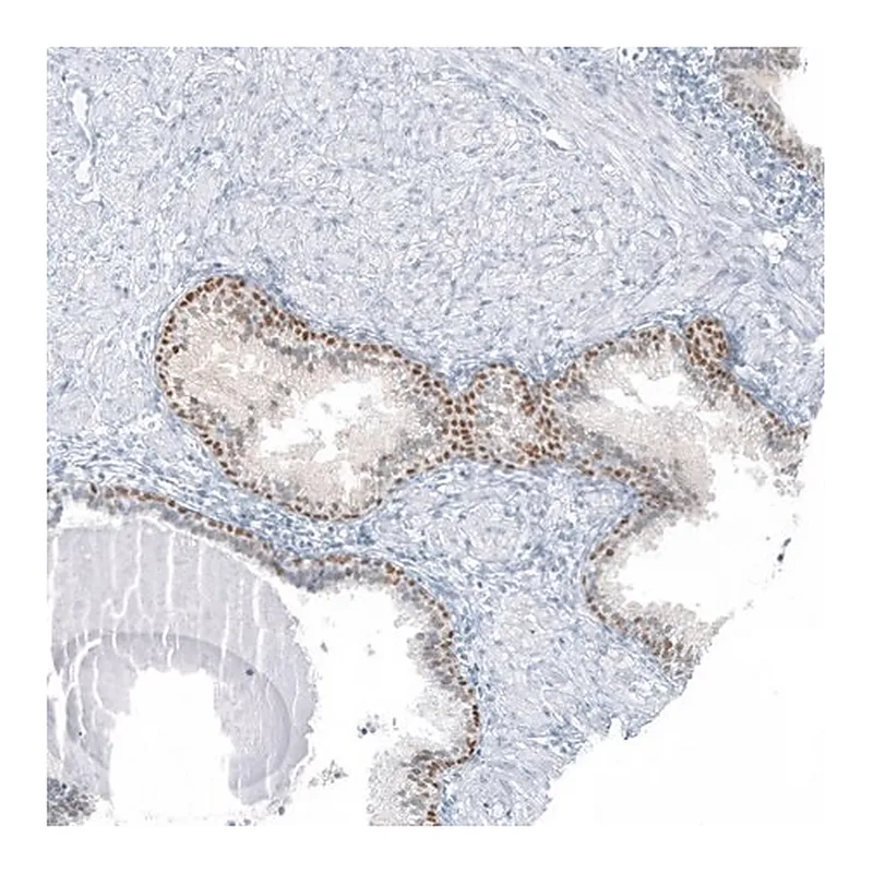 Merck Anti-SP8 antibody produced in rabbit