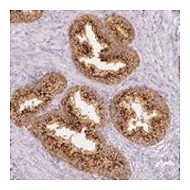 Merck Anti-RFPL2 antibody produced in rabbit