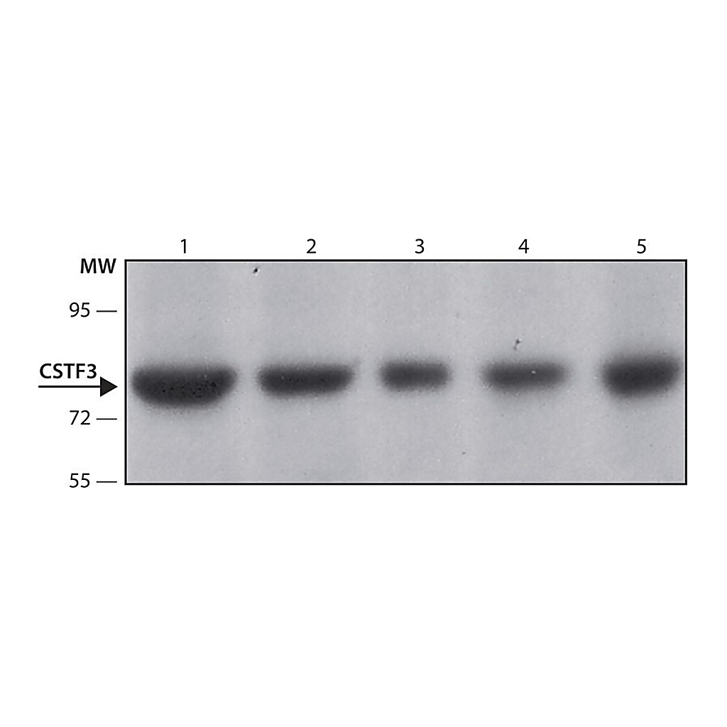 Merck Anti-CSTF3 (N-terminal) antibody produced in rabbit