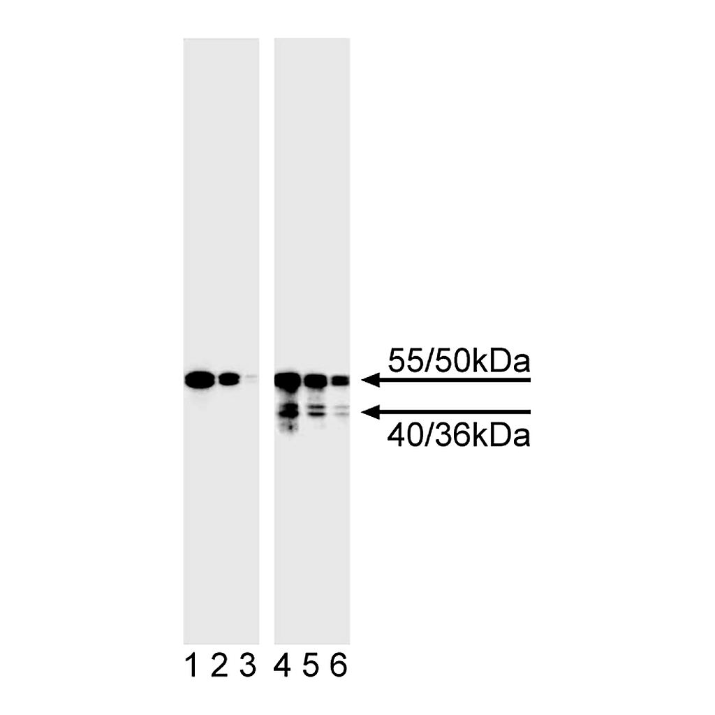 BD Purified Mouse Anti-Human Caspase-8