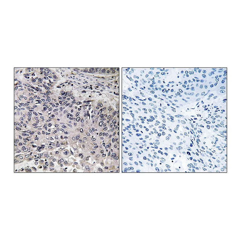 Merck Anti-C1QC antibody produced in rabbit