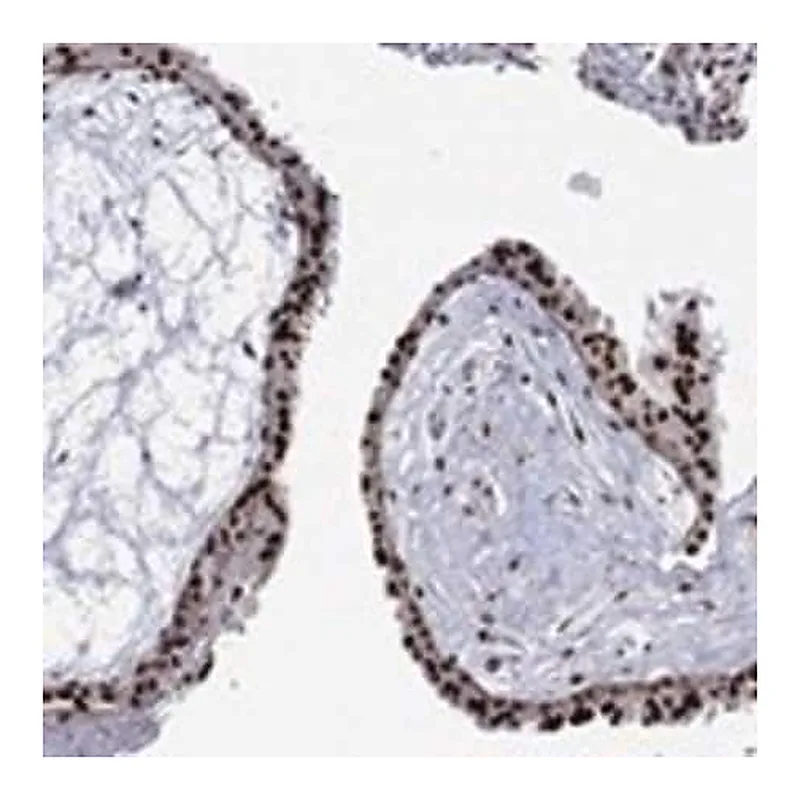 Merck Anti-GSE1 antibody produced in rabbit