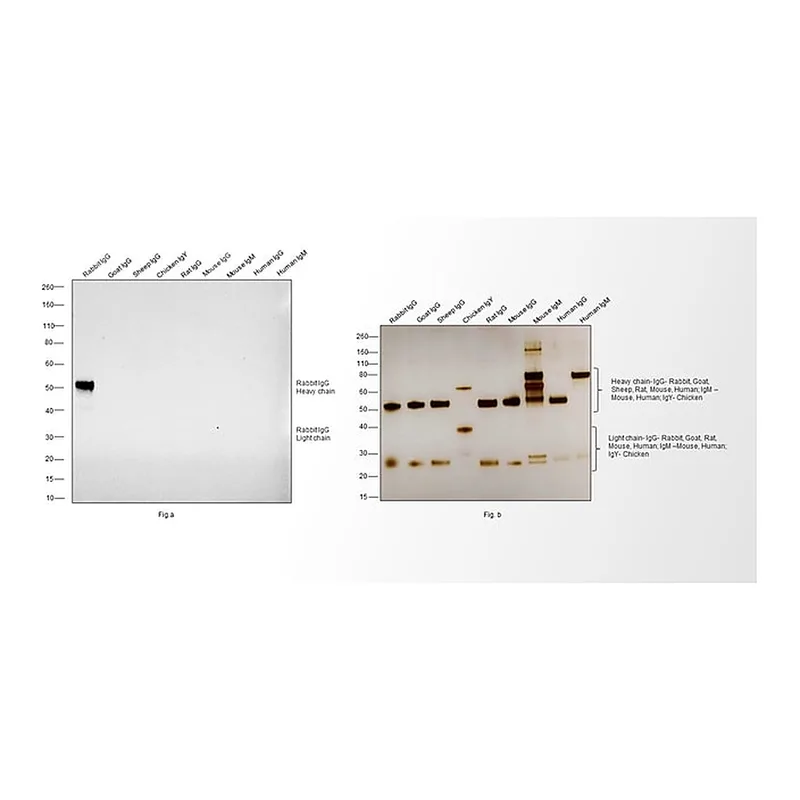 Thermo Fisher Scientific Donkey anti-Rabbit IgG (H+L) Cross-Adsorbed Secondary Antibody, HRP