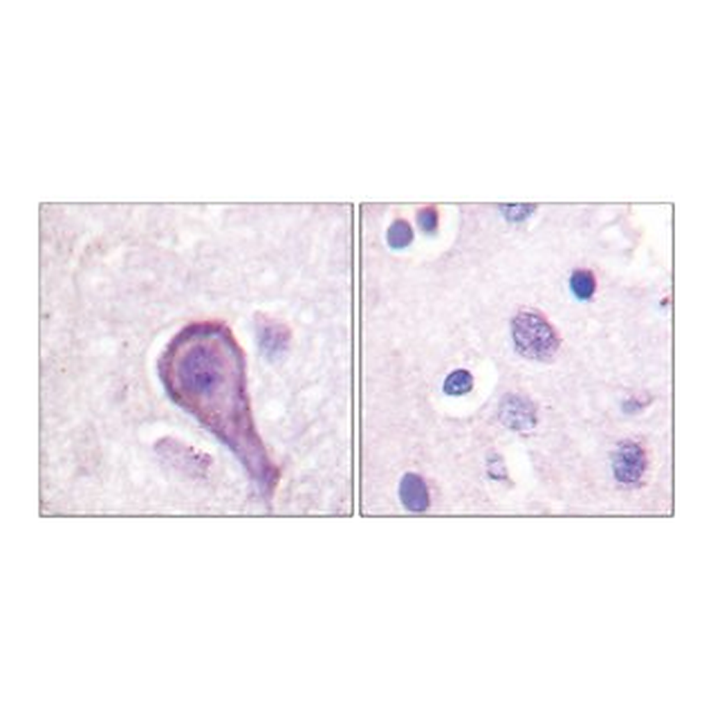 Merck ANTI-RHODOPSIN ANTIBODY PRODUCED IN RABB