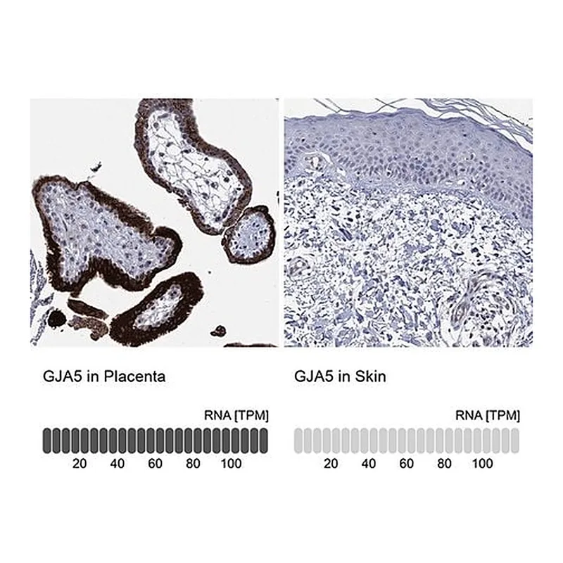 Merck Anti-GJA5 antibody produced in rabbit