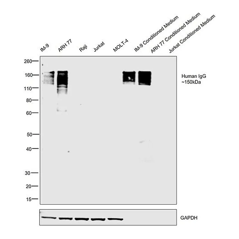 Thermo Fisher Scientific F(ab`)2-Goat anti-Human IgG Fc Cross-Adsorbed Secondary Antibody, HRP