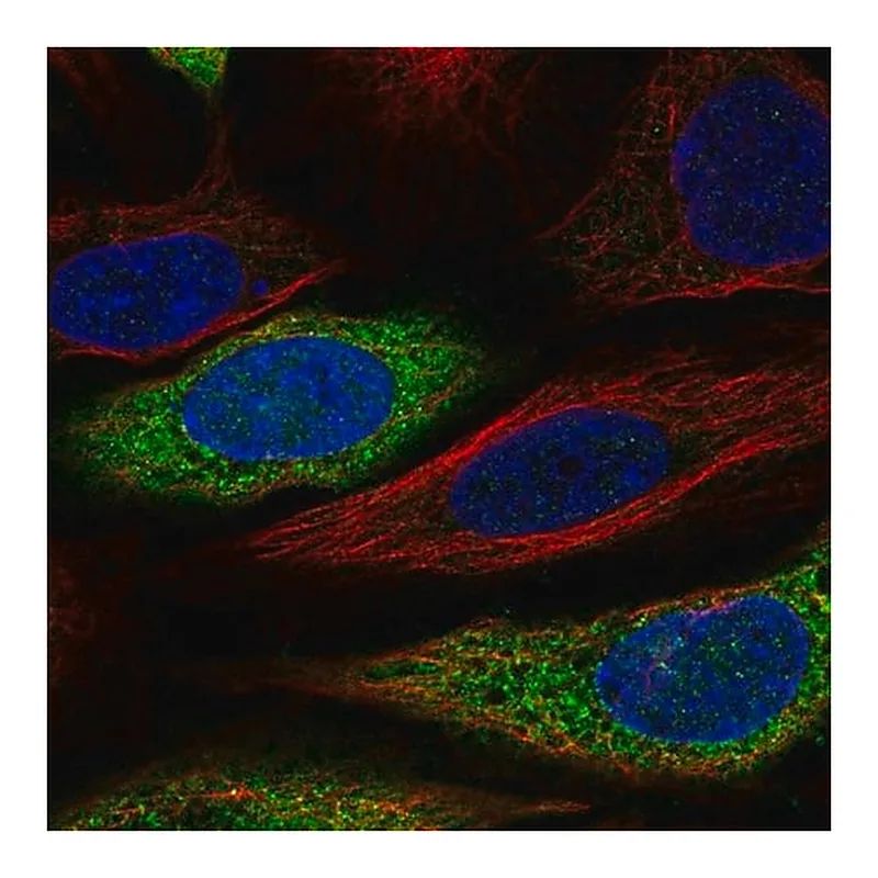 Merck Anti-CAPZA2 antibody produced in rabbit