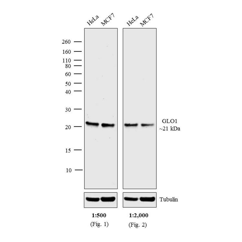 Thermo Fisher Scientific Goat anti-Mouse IgG (H+L) Cross-Adsorbed Secondary Antibody, AP