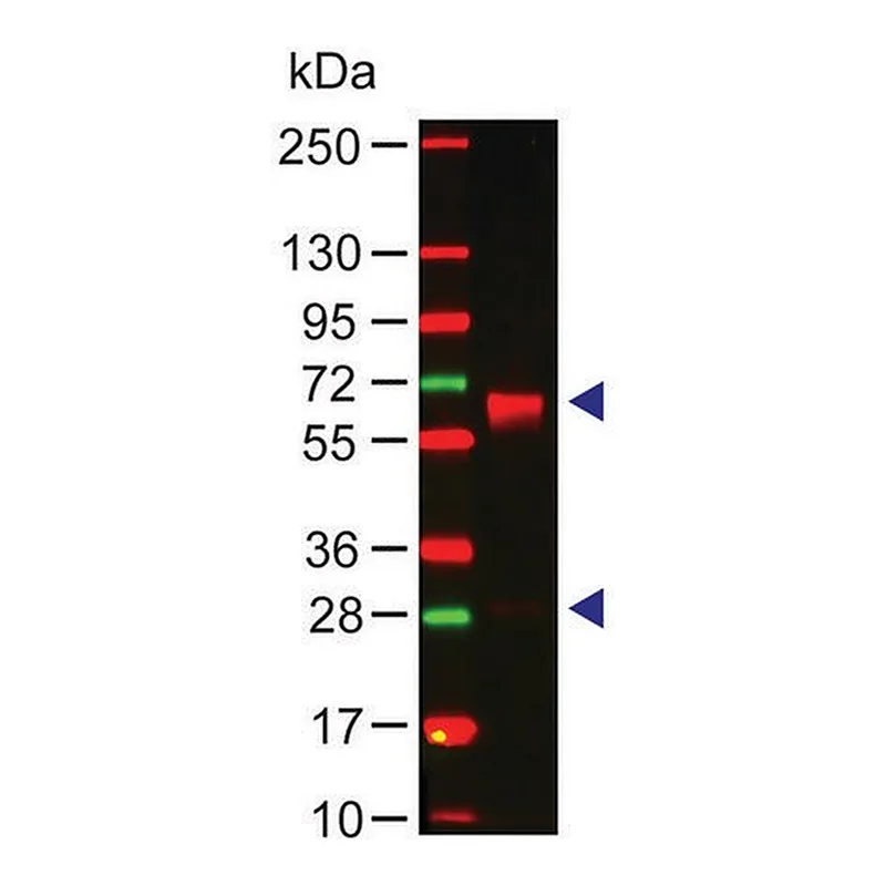 Merck Anti-Human IgA (alpha-chain specific) antibody produced in rabbit