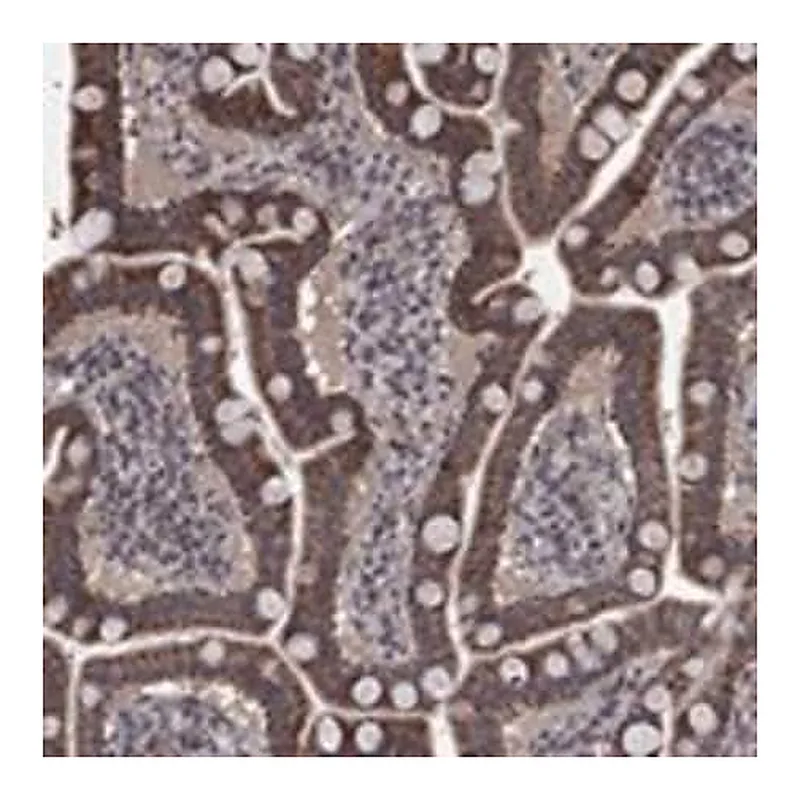 Merck Anti-MRPS24 antibody produced in rabbit