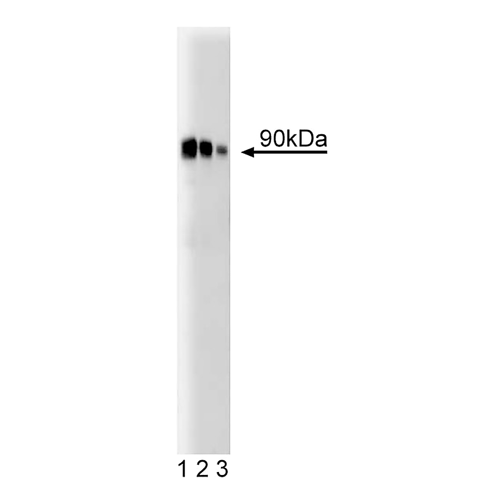 BD Purified Mouse Anti-PKCε