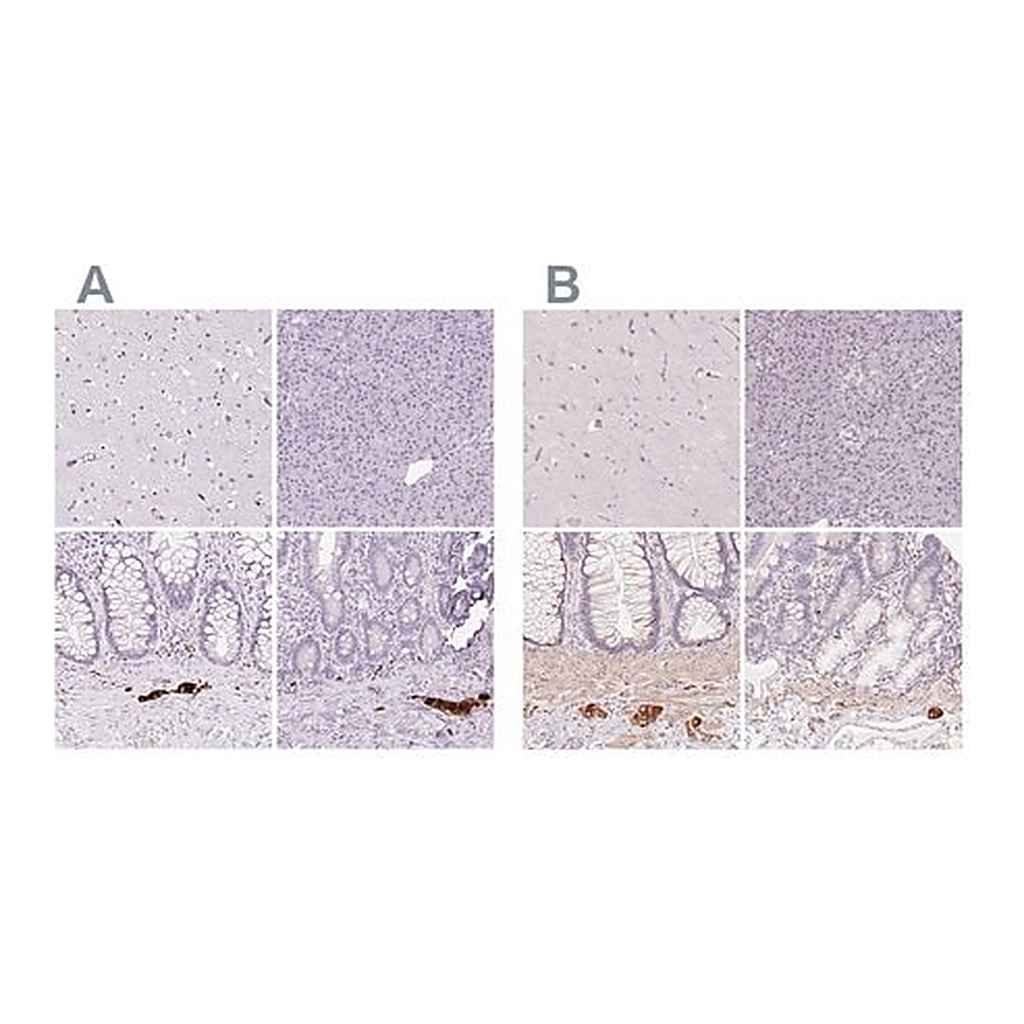 Merck Anti-PRPH antibody produced in rabbit