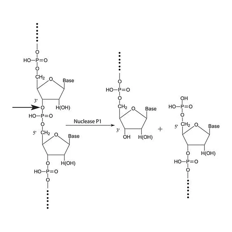 Merck Nuclease P1 from Penicillium citrinum