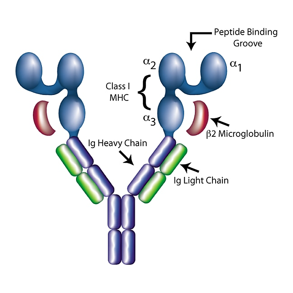 BD DimerX I: Recombinant Soluble Dimeric Mouse H-2K[b]:Ig Fusion Protein