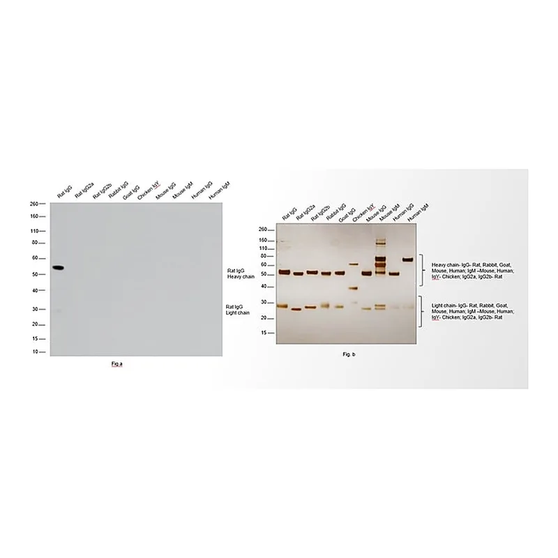 Thermo Fisher Scientific Goat anti-Rat IgG (H+L) Cross-Adsorbed Secondary Antibody, HRP