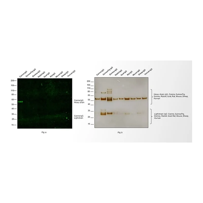 Thermo Fisher Scientific Goat anti-Canine IgG (H+L) Secondary Antibody, FITC