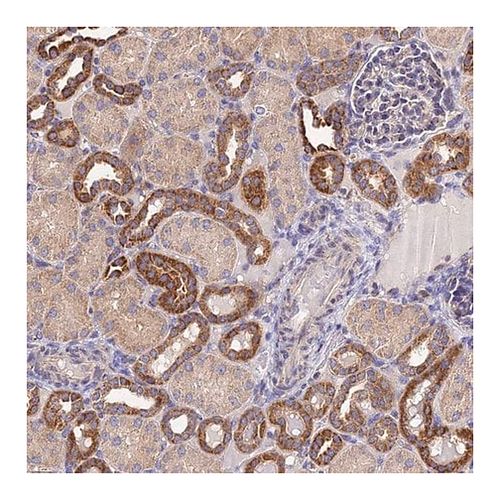 Merck Anti-NIPSNAP3A antibody produced in rabbit