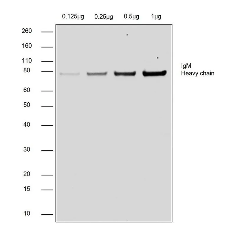 Thermo Fisher Scientific Chicken anti-Goat IgG (H+L) Cross-Adsorbed Secondary Antibody, HRP