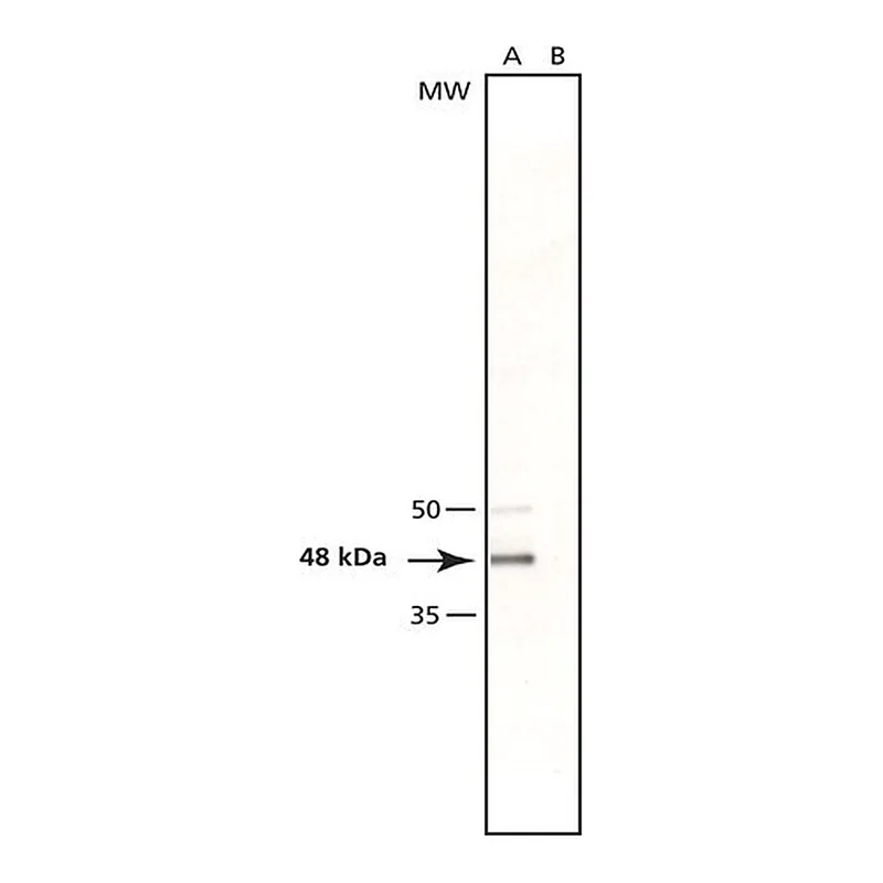 Merck Anti-gamma-Tubulin (QG-17) antibody produced in rabbit