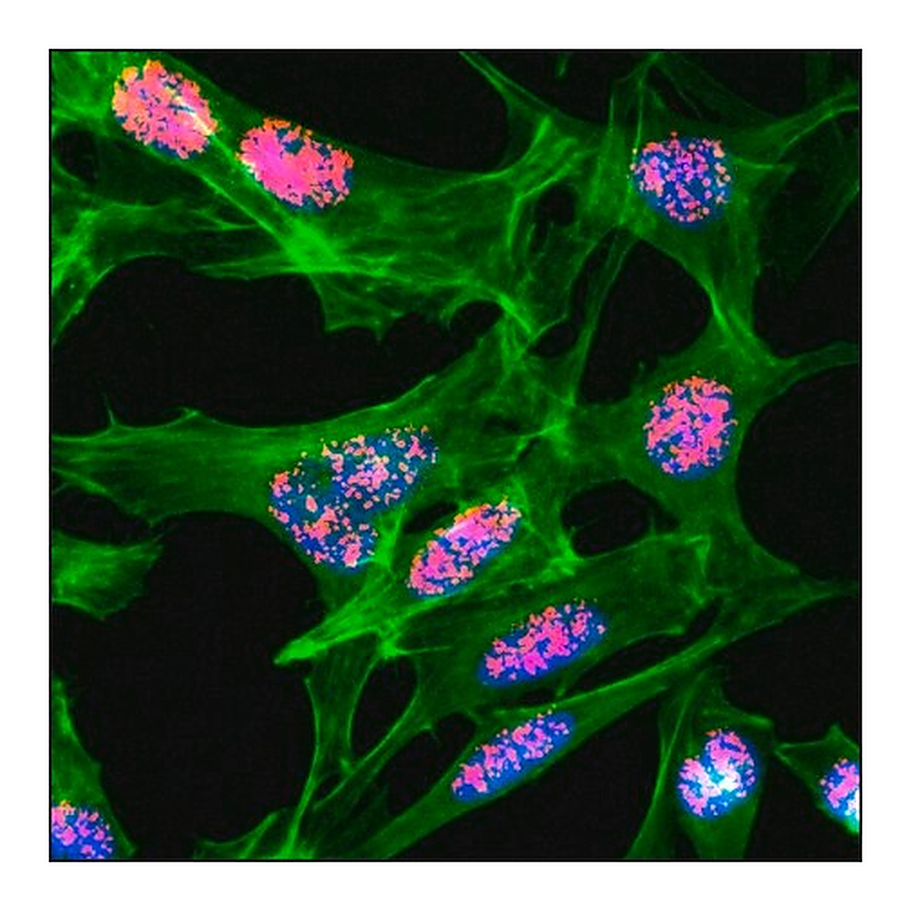 Merck Anti-Acetyl-Histone H3 (Lys23) antibody, Rabbit monoclonal