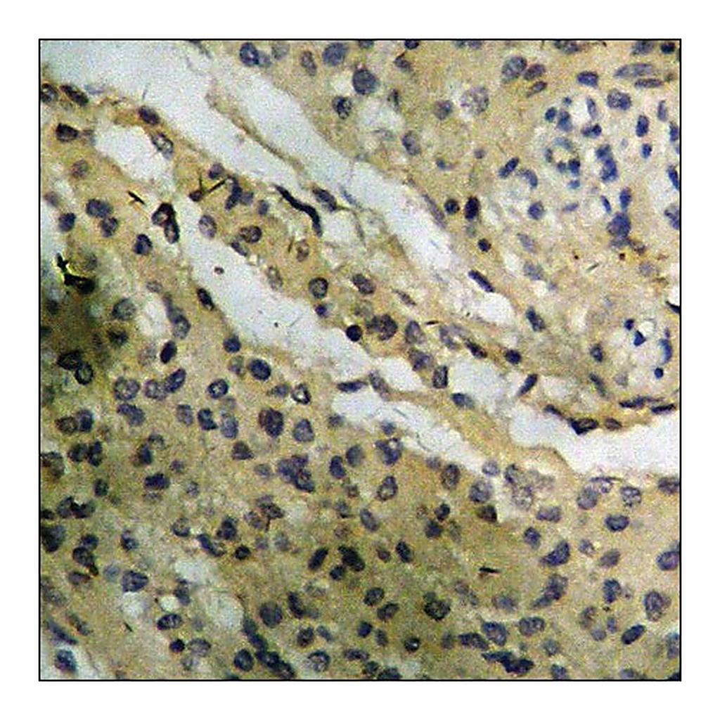 Merck Anti-phospho-GR (pSer226) antibody produced in rabbit
