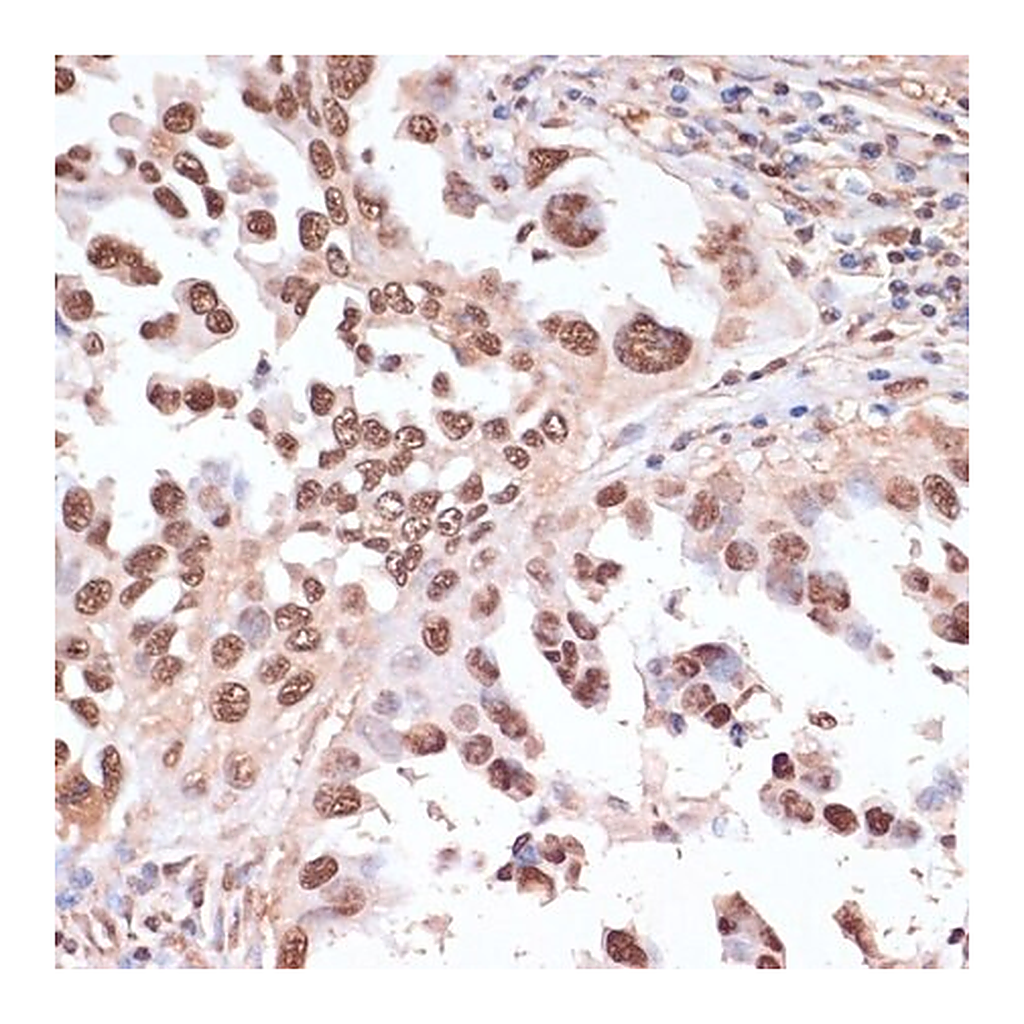 Merck Anti- ITCH antibody produced in rabbit