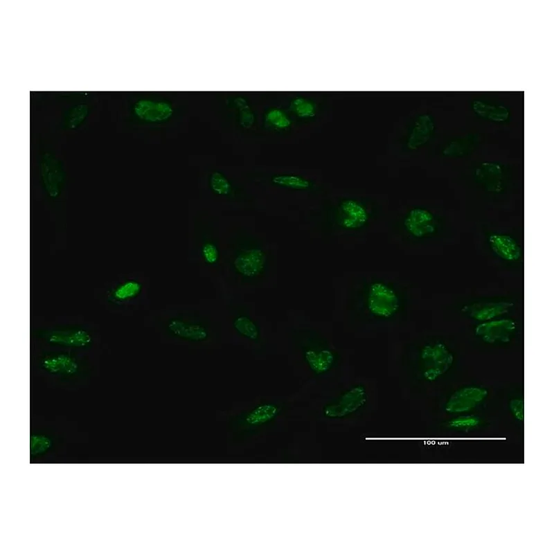 Merck Monoclonal Anti-STK32B, (C-terminal) antibody produced in mouse