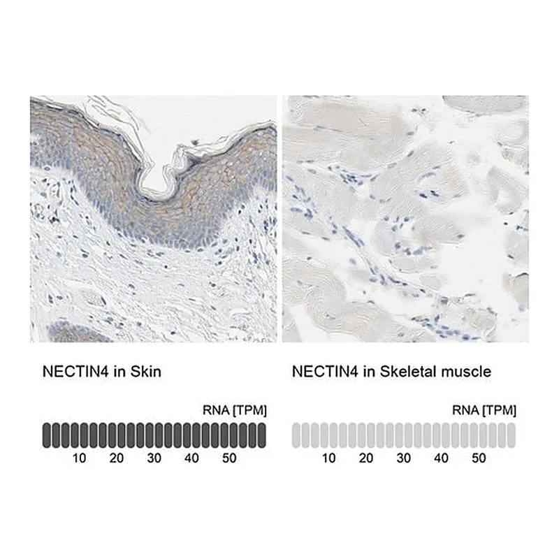 Merck Anti-NECTIN4 antibody produced in rabbit