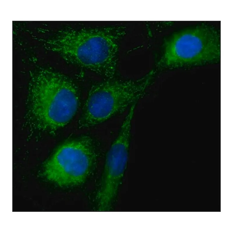 Merck Anti-Rab18 antibody produced in rabbit