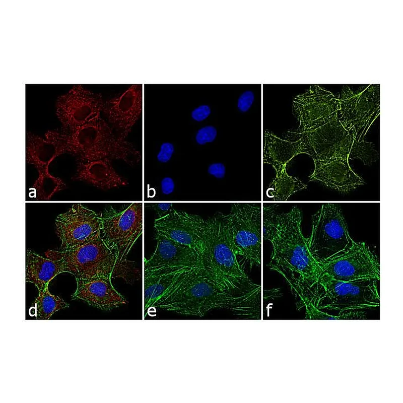 Thermo Fisher Scientific Goat anti-Rat IgG (H+L) Cross-Adsorbed Secondary Antibody, APC