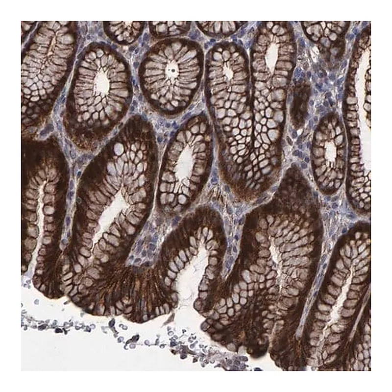 Merck Anti-SLIT2 antibody produced in rabbit