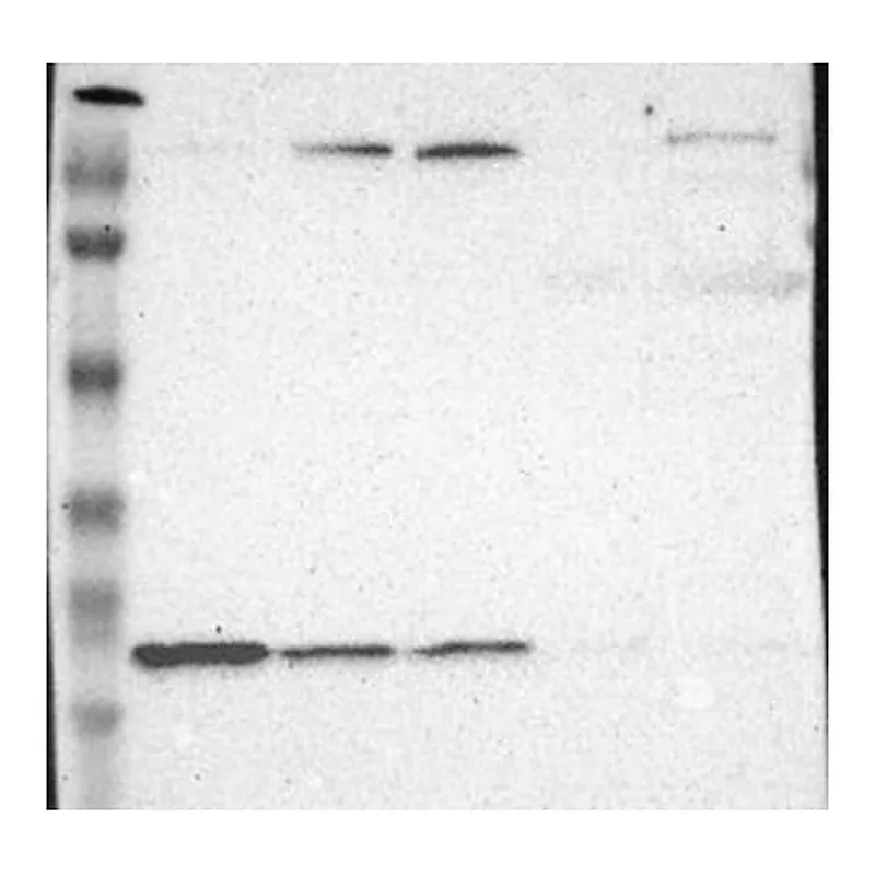 Merck Anti-WDHD1 antibody produced in rabbit
