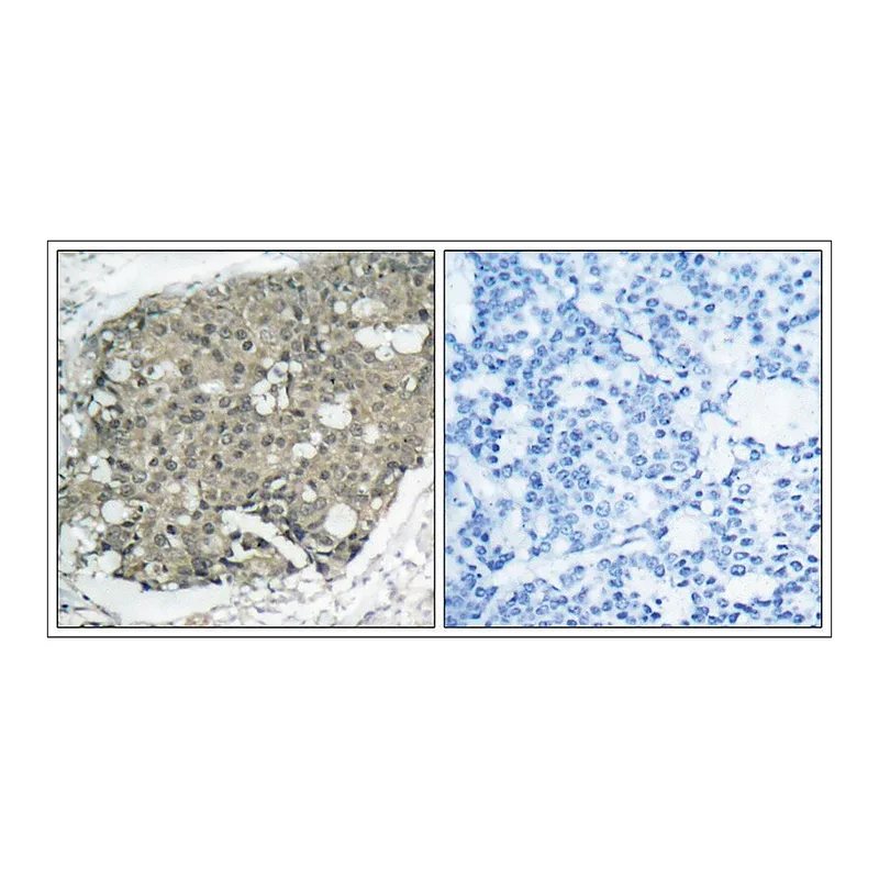 Merck Anti-AKT1 (Ab-308) antibody produced in rabbit