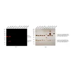 Thermo Fisher Scientific Goat anti-Rat IgG (H+L) Highly Cross-Adsorbed Secondary Antibody, Alexa Fluor Plus 555