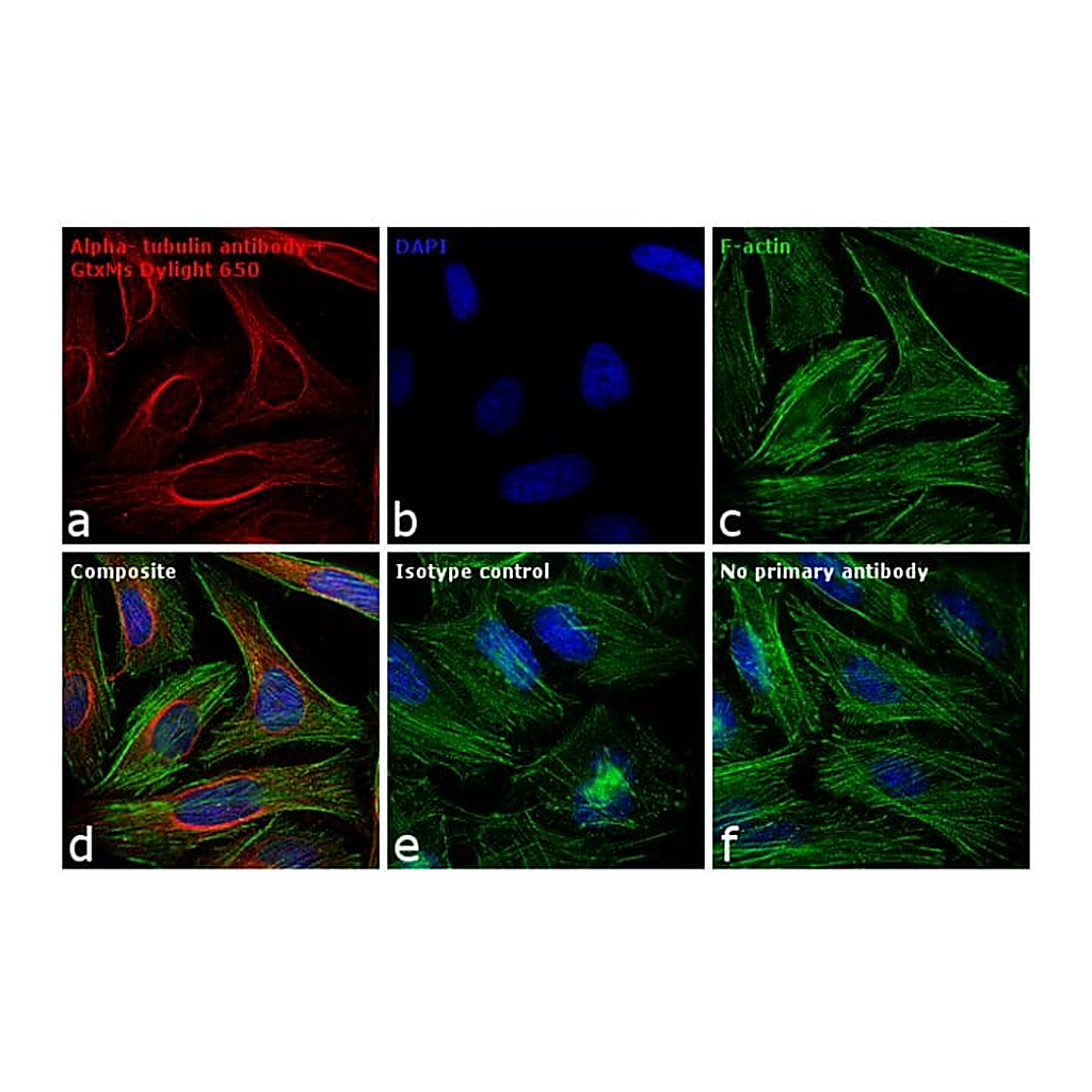 Thermo Fisher Scientific Goat anti-Mouse IgG (H+L) Secondary Antibody, DyLight 650