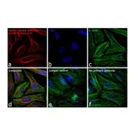 Thermo Fisher Scientific Goat anti-Mouse IgG (H+L) Secondary Antibody, DyLight 650