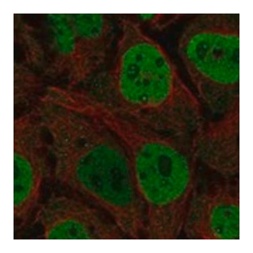 Merck Anti-CDK7 antibody produced in rabbit