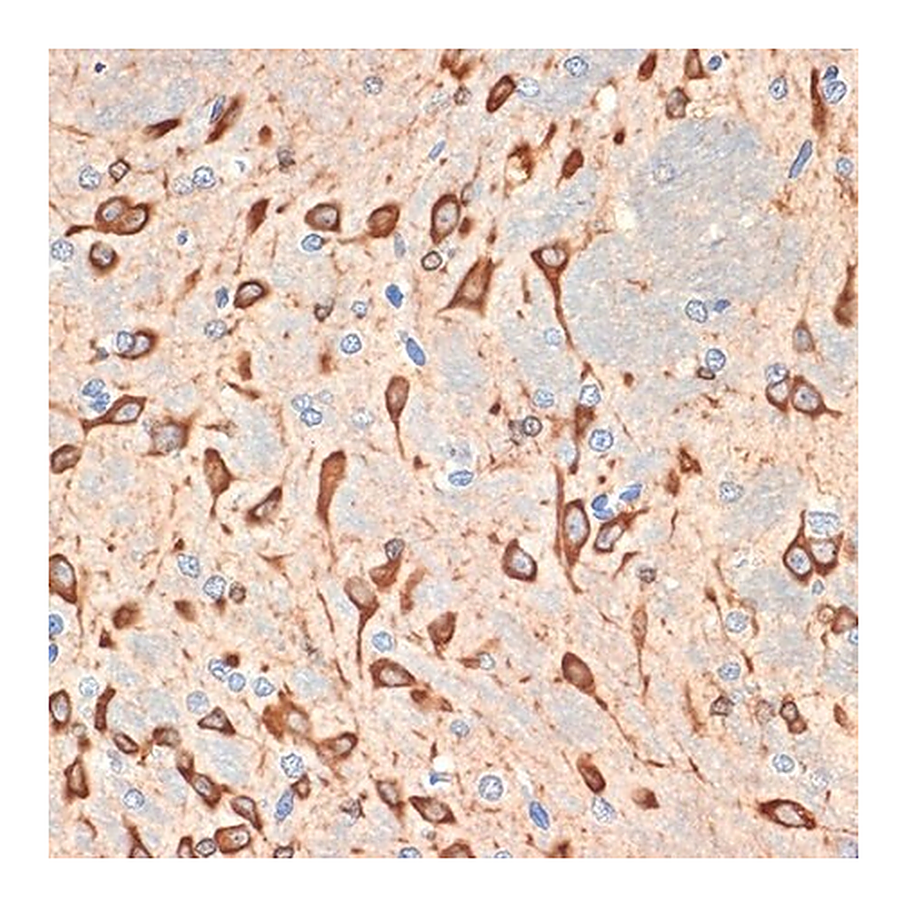 Merck Anti-Musashi-2 (MSI2) antibody produced in rabbit