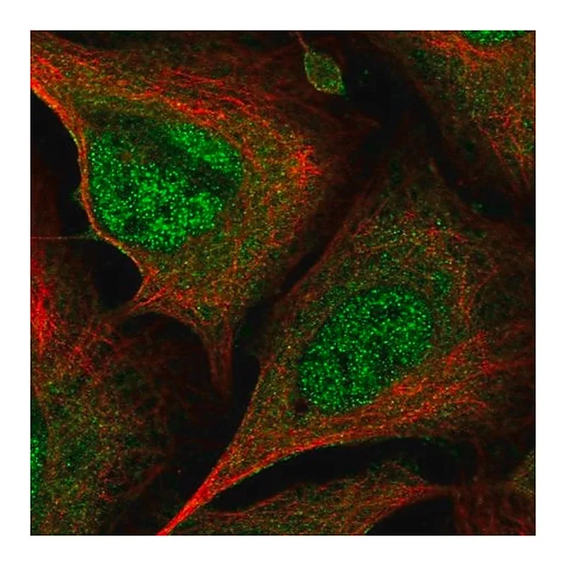 Merck Anti-CRKL antibody produced in rabbit