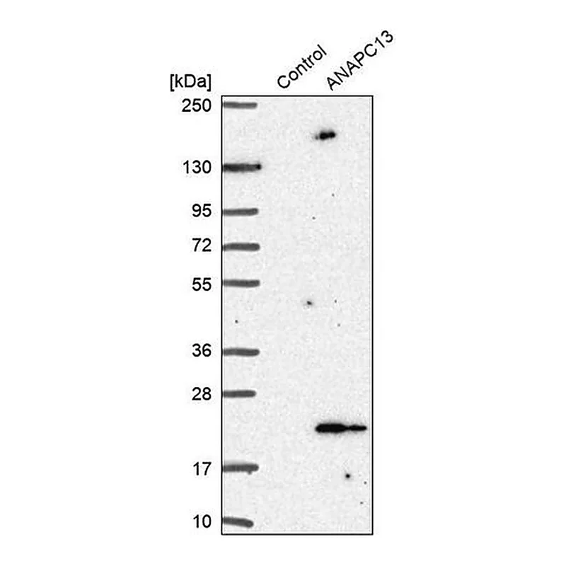 Merck Anti-ANAPC13 antibody produced in rabbit