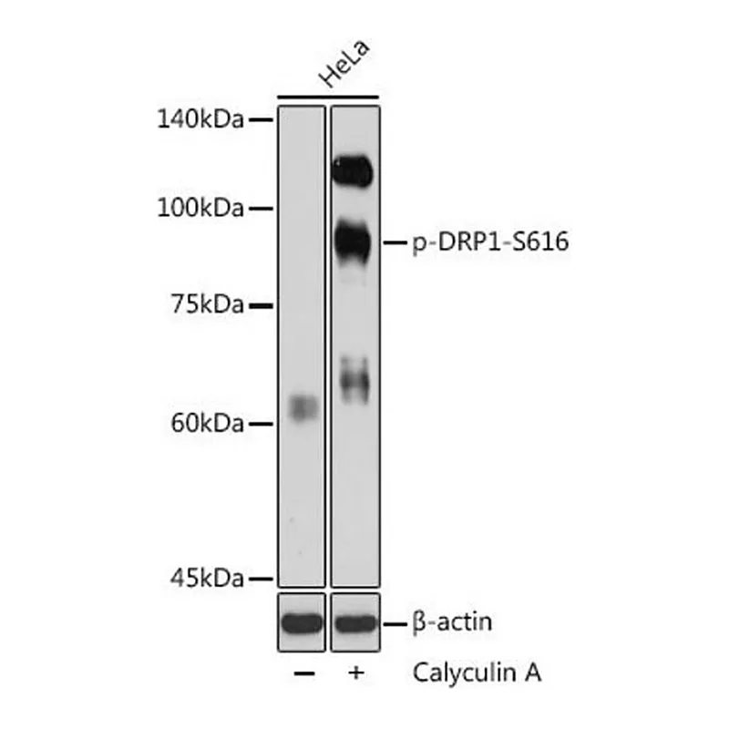 Merck Anti-Phospho-DRP1-S616 antibody produced in rabbit